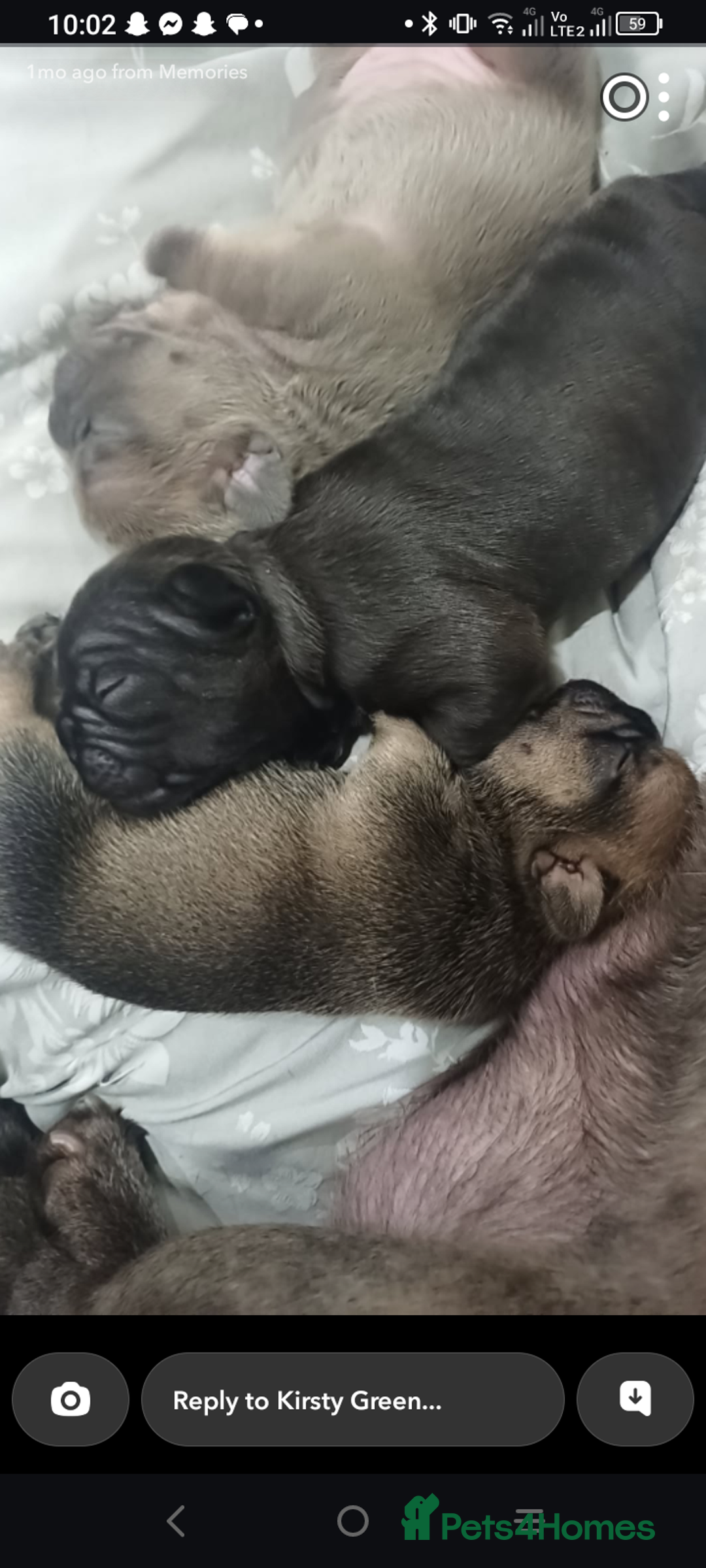 French Bulldog dogs for sale: 🔥 French bulldog 🔥 Black male - Image 4