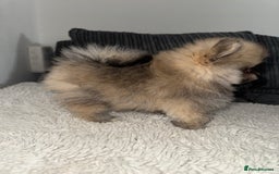 Pomeranian dogs for sale: REDUCED!, last Pomeranian girl🎀🌸 - Image 8