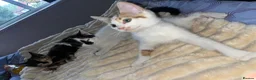 Mixed Breed cats for sale: Find them a loving forever home  - Advert 4