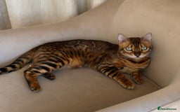 Bengal cats for sale: Bengal  - Image 2
