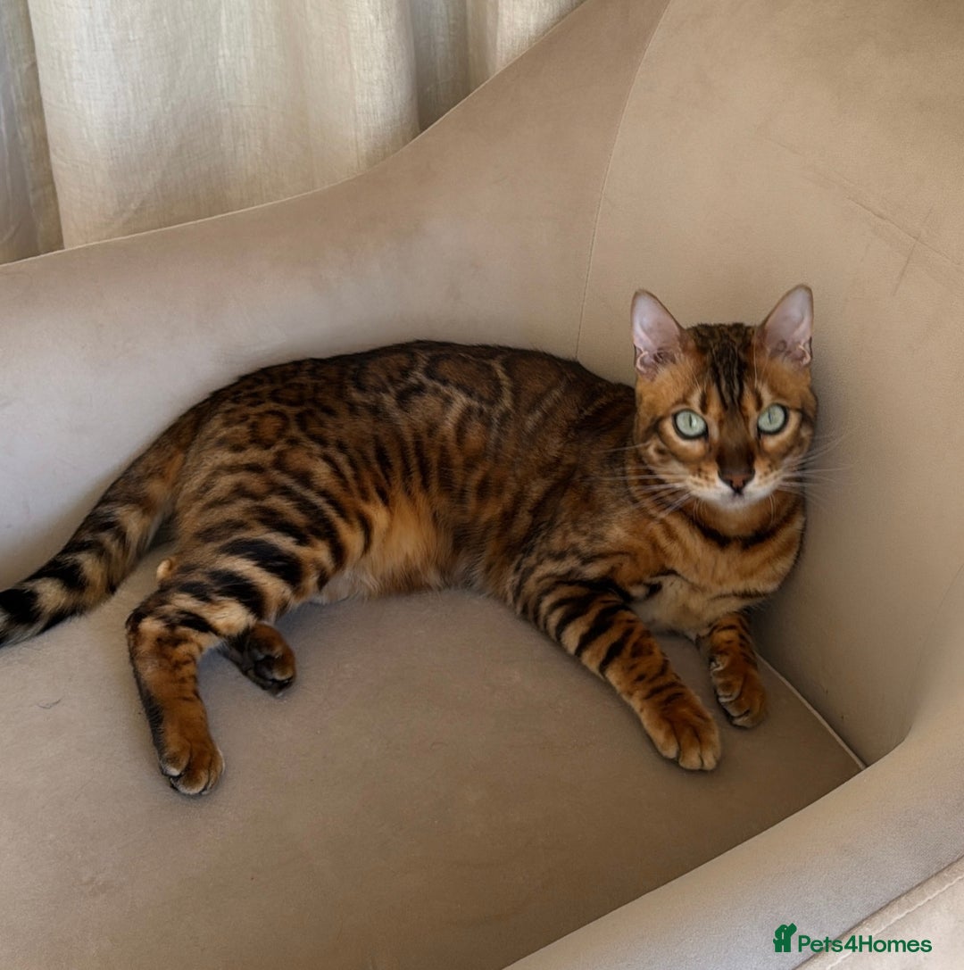 Bengal cats for sale: Bengal  - Image 2