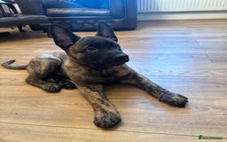 Belgian Shepherd Dog dogs for sale: Dutch herder puppies  - Image 35