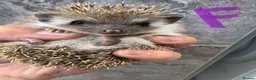 Pygmy Hedgehog rodents for sale: 8wk old APH babies various masks/ colours  - Advert 22