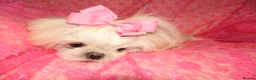 Maltese dogs for sale: Babydoll KC Registered Korean Maltese Adult Girl in Bishop Auckland - Advert 7