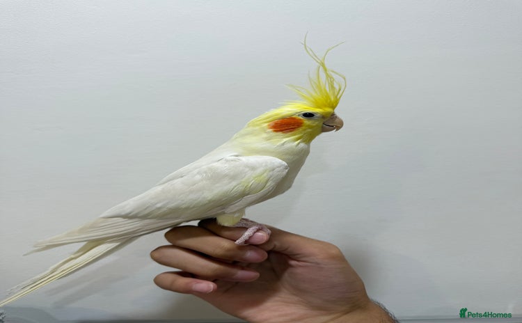Cockatiels birds - Advert 1