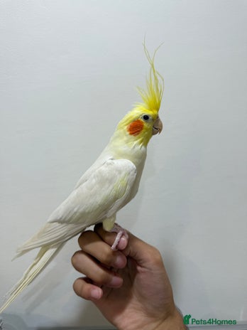 Cockatiels birds - Advert 1