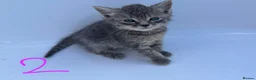 Domestic Shorthair cats for sale: Kitten domestic shorthair, tabby pattern  - Advert 3