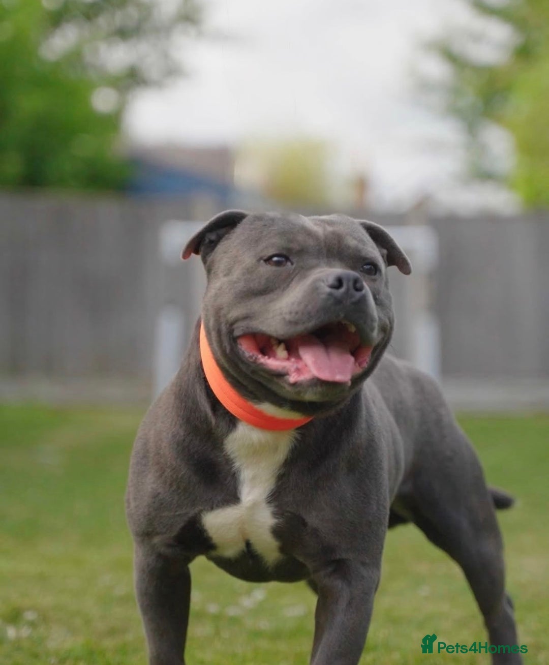 Staffordshire Bull Terrier dogs for sale: 🏆Blue staffordshire puppies ⭐️Ready  **  Eve - Advert 5