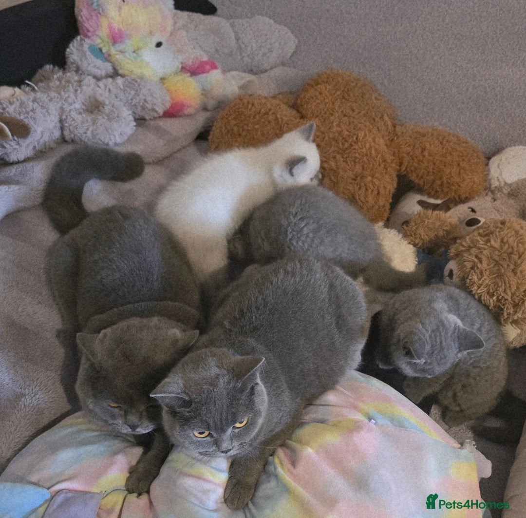 British Shorthair cats for sale: British Short Hair  - Advert 7