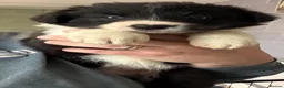 Border Collie dogs for sale: Stunning Border Collie puppies - Advert 11