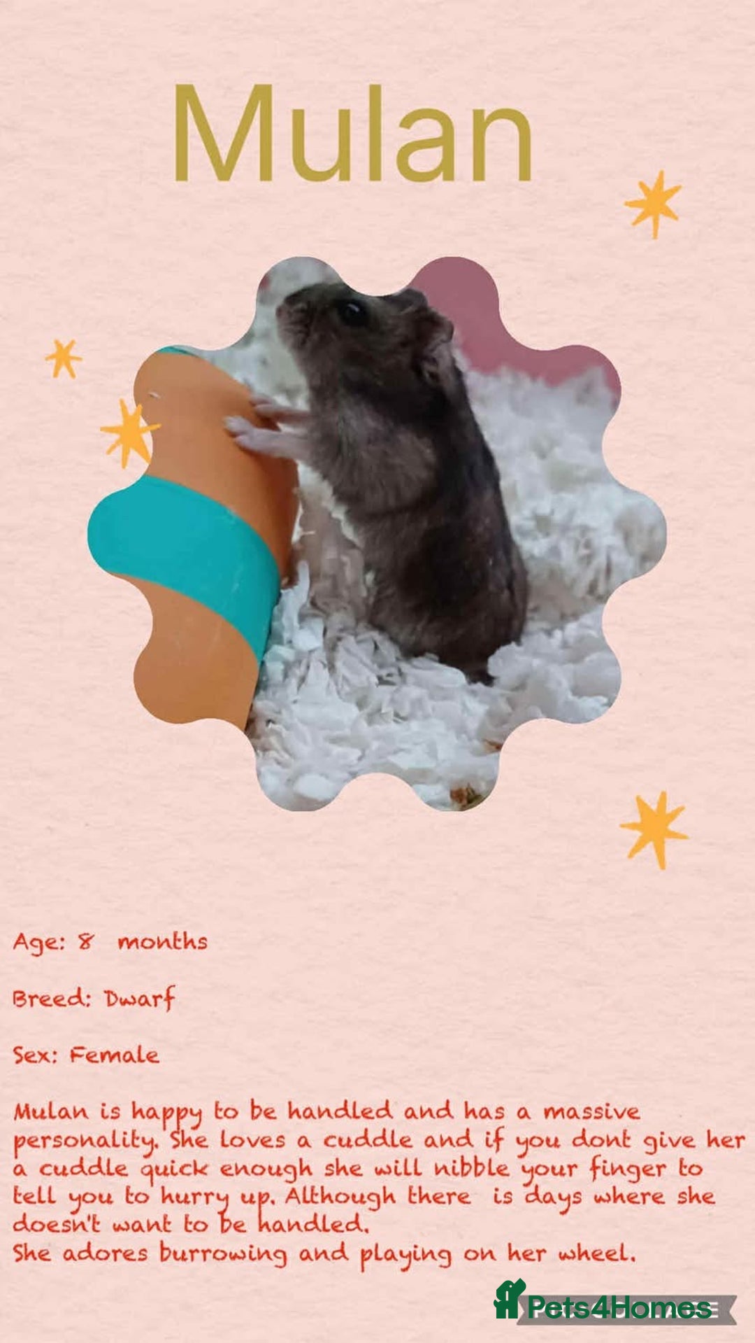 Hamster rodents for sale: Hamsters for adoption  - Image 15