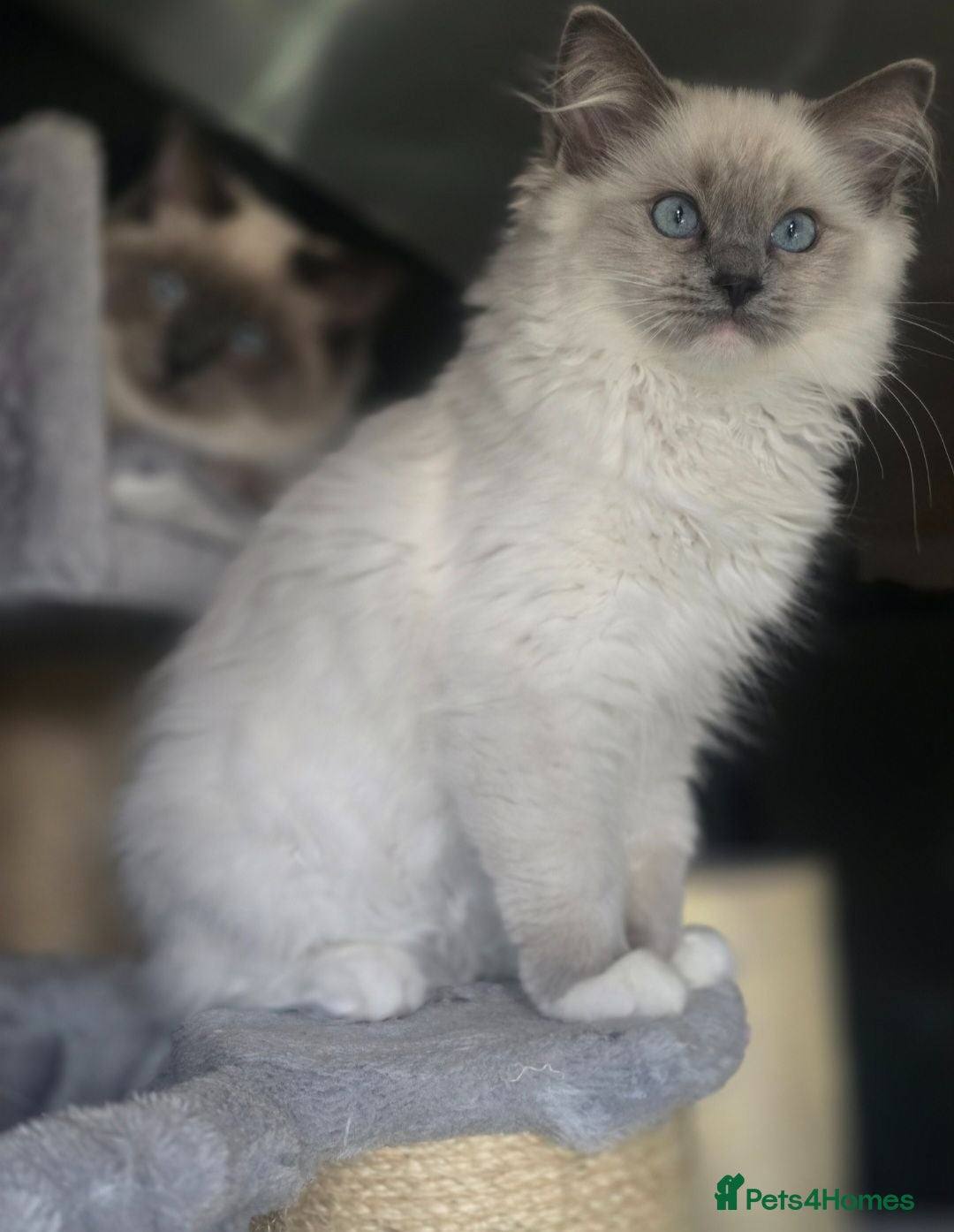 Ragdoll cats 💖 Beautiful TICA-Registered Blue Mitted Girl 💖 - Advert 5
