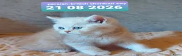British Shorthair cats for sale: Variety of colours kittens Bradford  - Advert 17