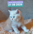 Persian-british shorthair boy