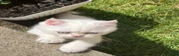 British Shorthair cats for sale: Purrista BSH kittens - Advert 4