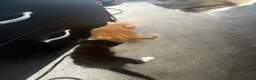 Domestic Shorthair cats for sale: Three gorgeous male kittens  - Advert 6