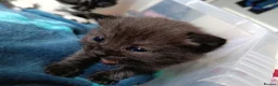 Mixed Breed cats for sale: Beautiful black/white British short hair x - Advert 2