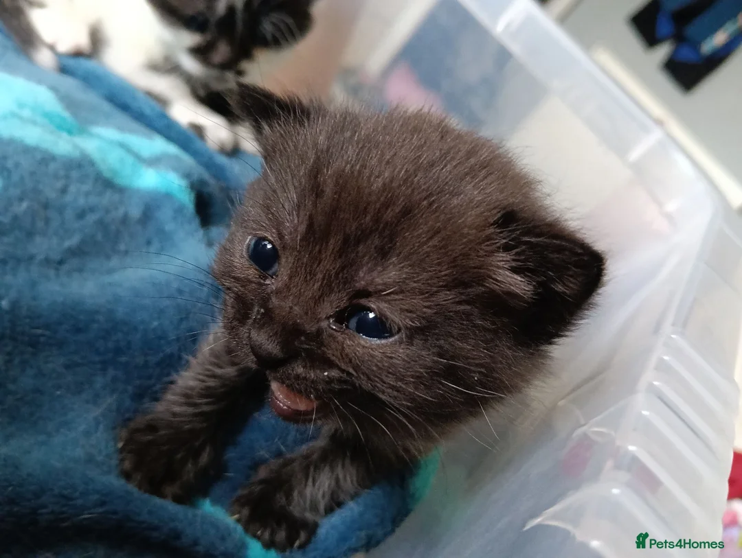 Mixed Breed cats for sale: Beautiful black/white British short hair x - Advert 2