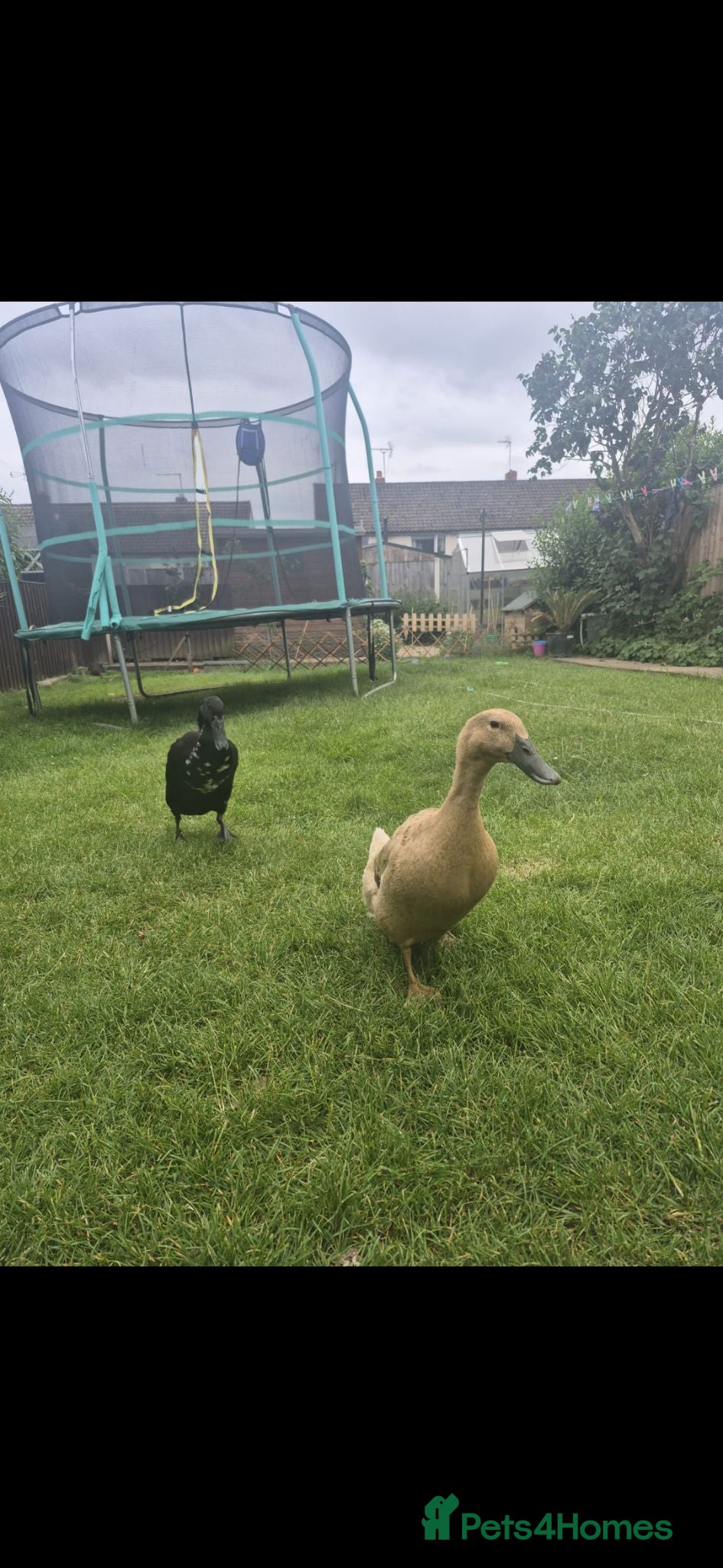 Ducks poultry 2 female runner ducks - Advert 1