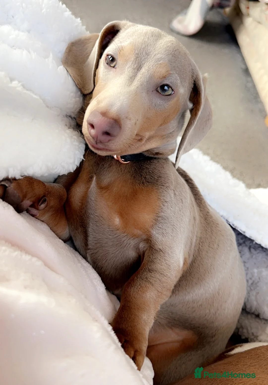 Miniature Dachshund dogs for sale: For sale - Daisy - miniature dachshund  - Advert 2