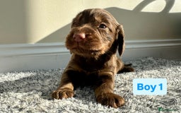 Cocker Spaniel dogs for sale: KC Reg Health Tested Working Cocker Spaniels - Image 15