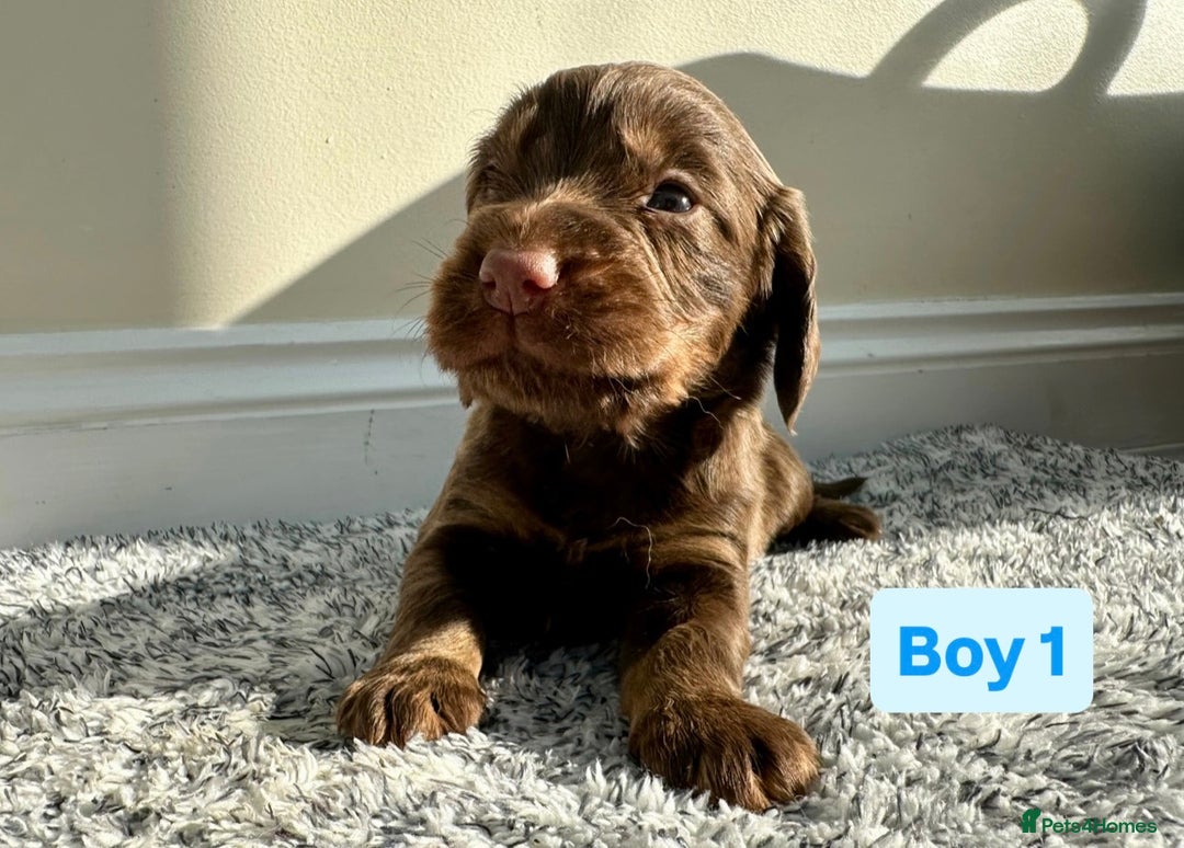 Cocker Spaniel dogs for sale: KC Reg Health Tested Working Cocker Spaniels - Image 15