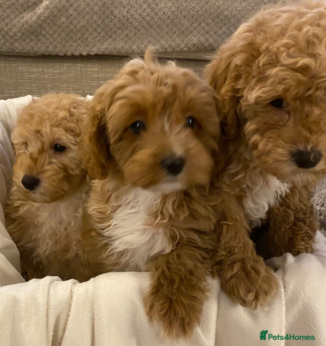 Cavapoo dogs for sale: RED & WHITE CAVAPOO PUPPIES TOP QUALITY BREEDER - Advert 31
