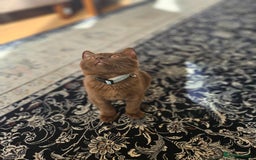 British Shorthair cats for sale: Chocolate Kitten british shorthair  - Image 1
