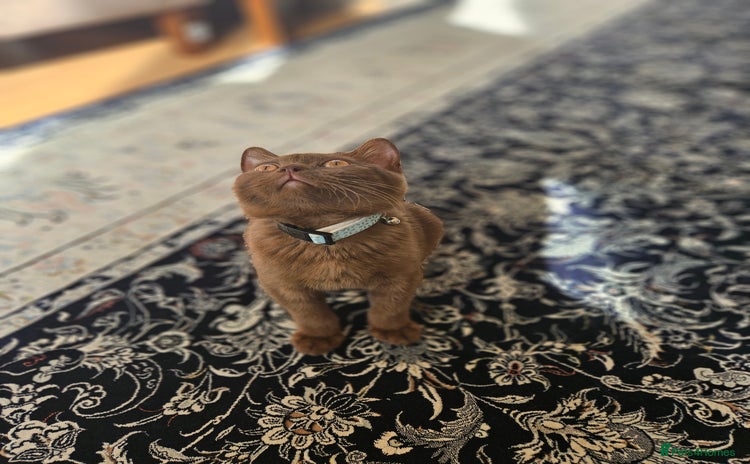 British Shorthair cats - Advert 16
