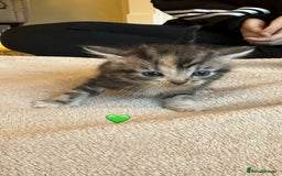 Mixed Breed cats for sale:  Beautiful Mixed-Breed Kittens🐾 - Image 3