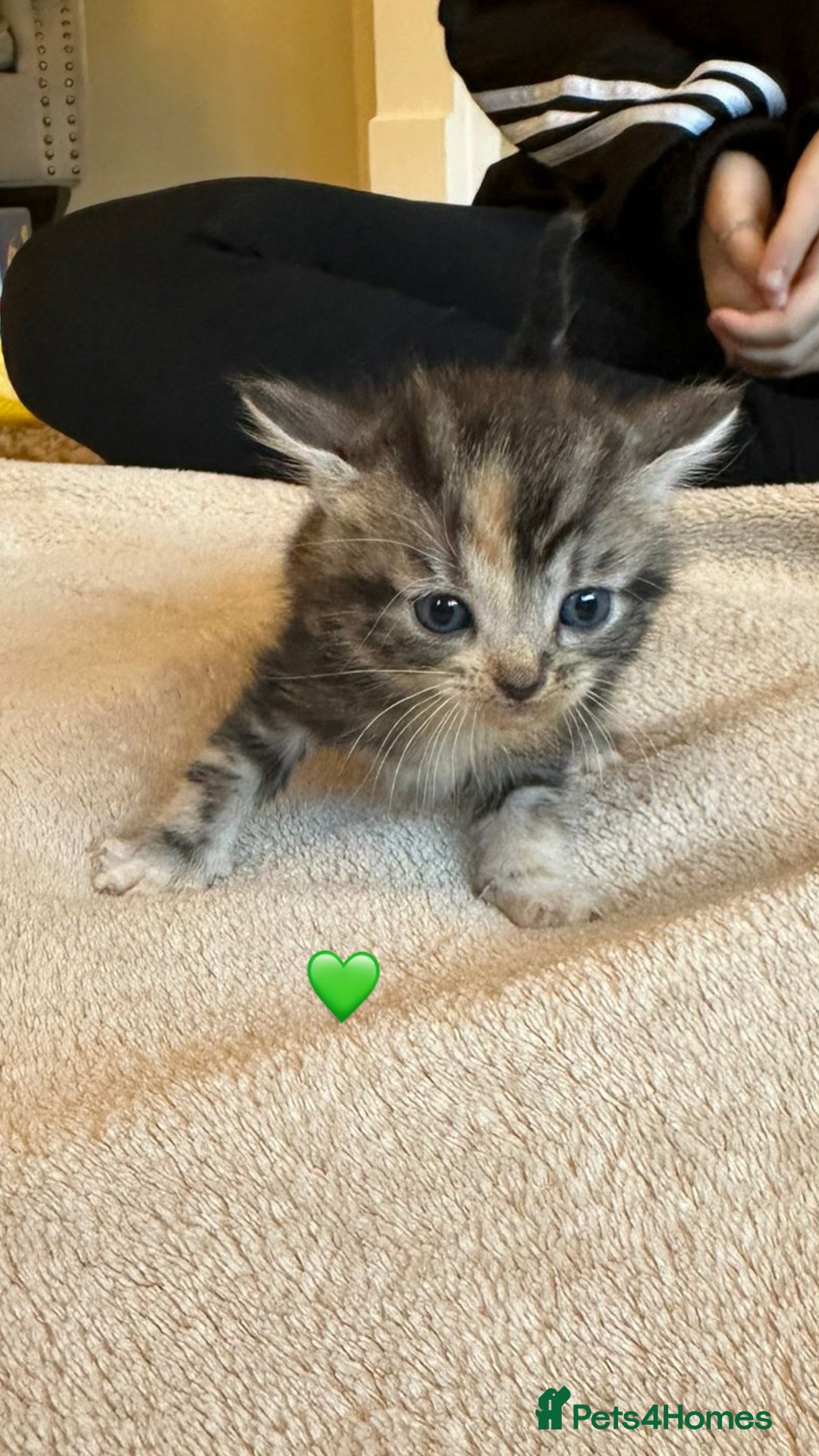 Mixed Breed cats for sale:  Beautiful Mixed-Breed Kittens🐾 - Image 3