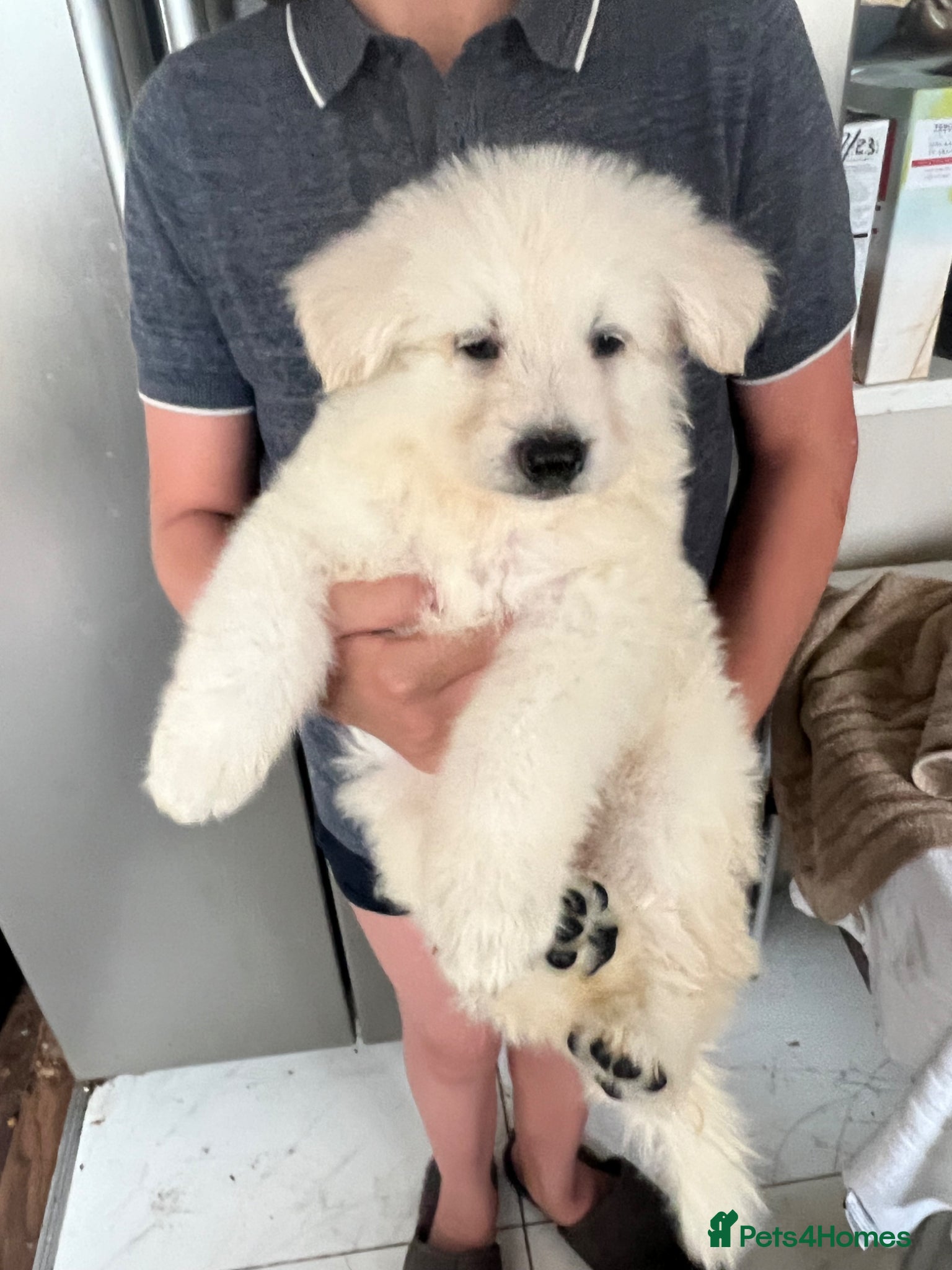 German Shepherd dogs White Shepherd Puppies in London - Advert 13