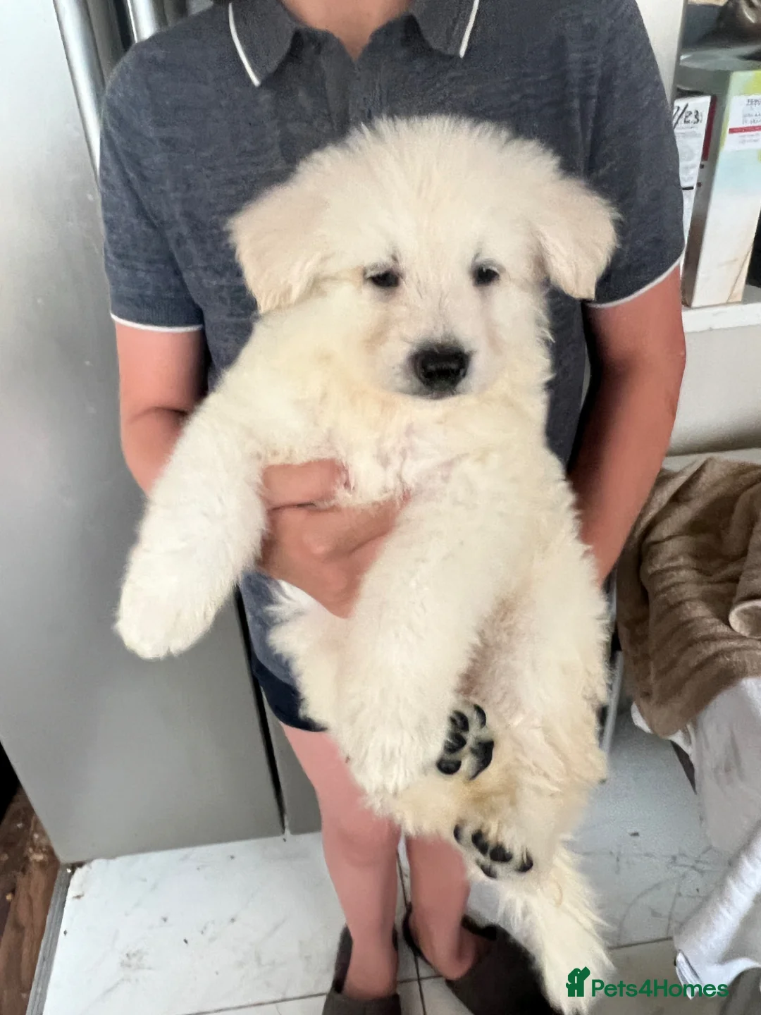 German Shepherd dogs for sale: White Shepherd Puppies in London - Advert 1