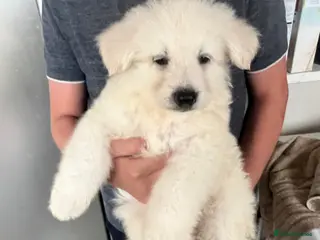 German Shepherd dogs White Shepherd Puppies in London - Advert 1