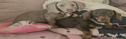 Miniature Dachshund dogs for sale: 10 month old pedegree minature dashound - Advert 9