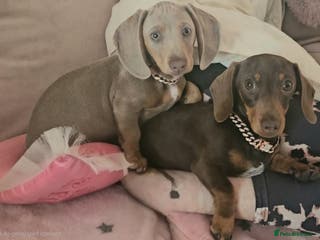 Miniature Dachshund dogs 10 month old pedegree minature dashound - Advert 11