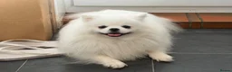 Pomeranian dogs for sale: Incredible Teddy Bear Pom Girl One in a Million  - Advert 5