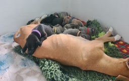 Whippet dogs for sale: KC Registered Whippet Puppies Scotland - Image 15