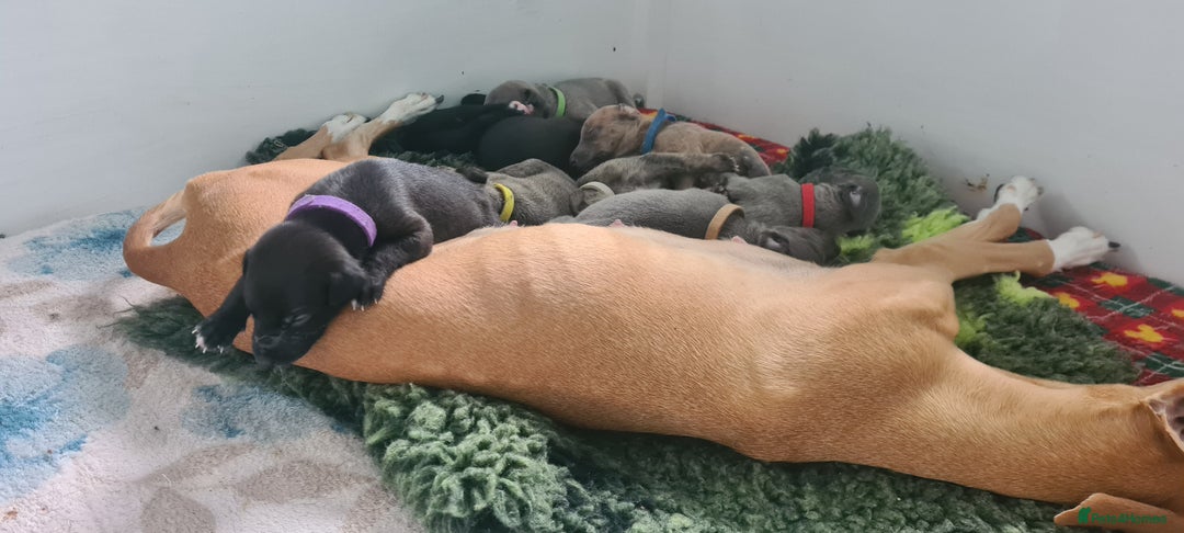 Whippet dogs for sale: KC Registered Whippet Puppies Scotland - Image 15