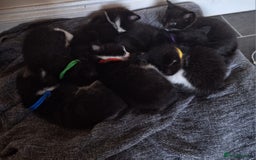 Mixed Breed cats for sale: 7 kittens ready for their forever home - Image 1