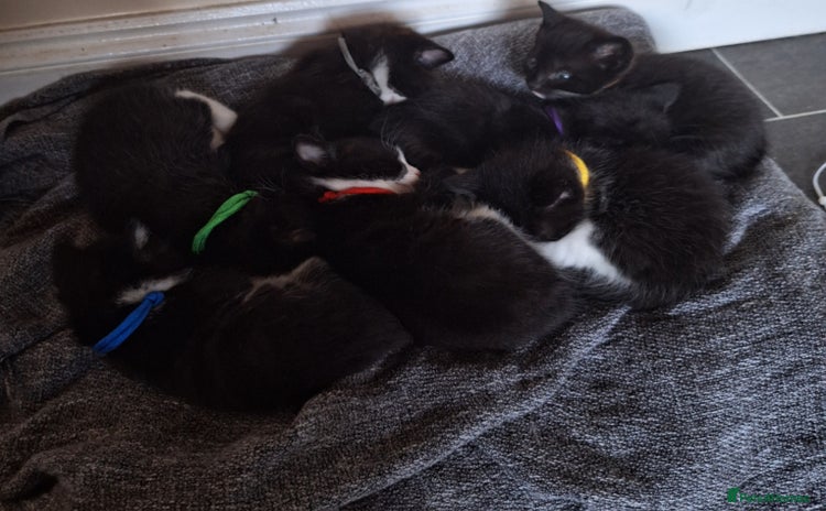 Mixed Breed cats - Advert 12