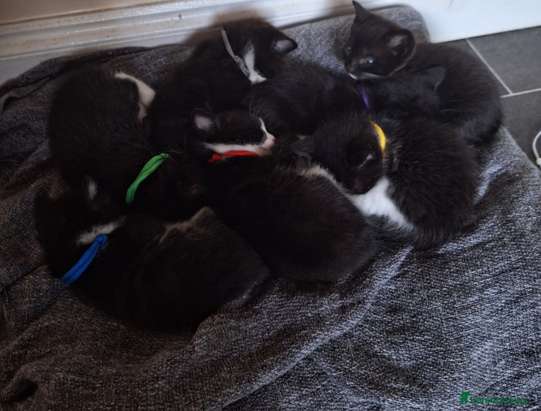 Mixed Breed cats for sale: 7 kittens ready for their forever home - Image 1