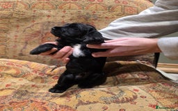 Cockalier dogs for sale: Gorgeous chunky Cockalier pupuchinos - Image 8