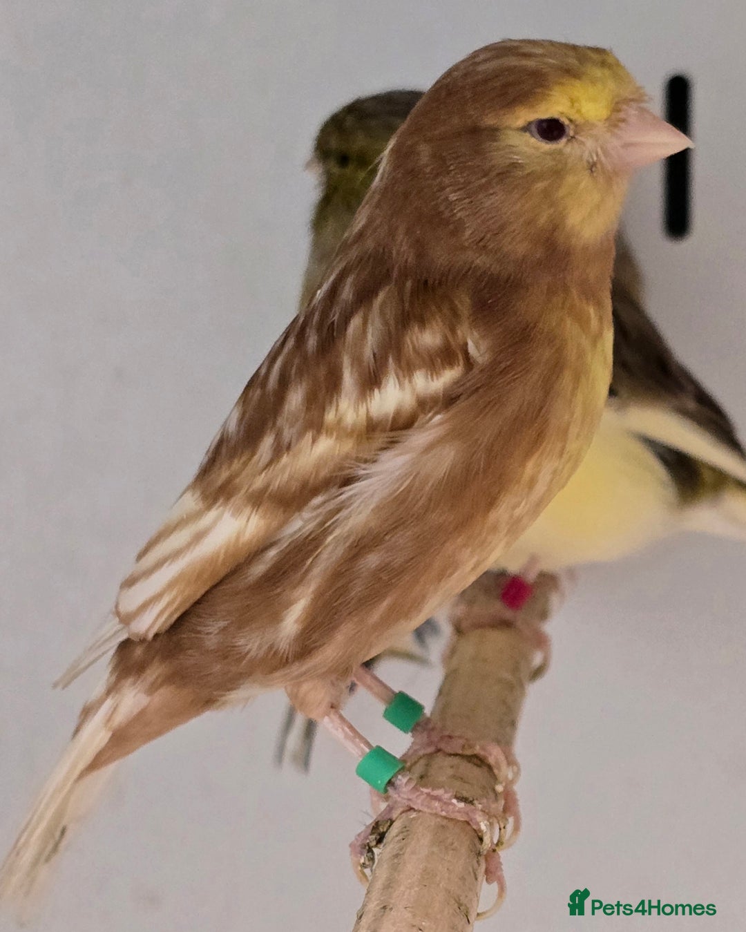 Canaries birds for sale: Gorgeous cute canaries available now!!! - Advert 12