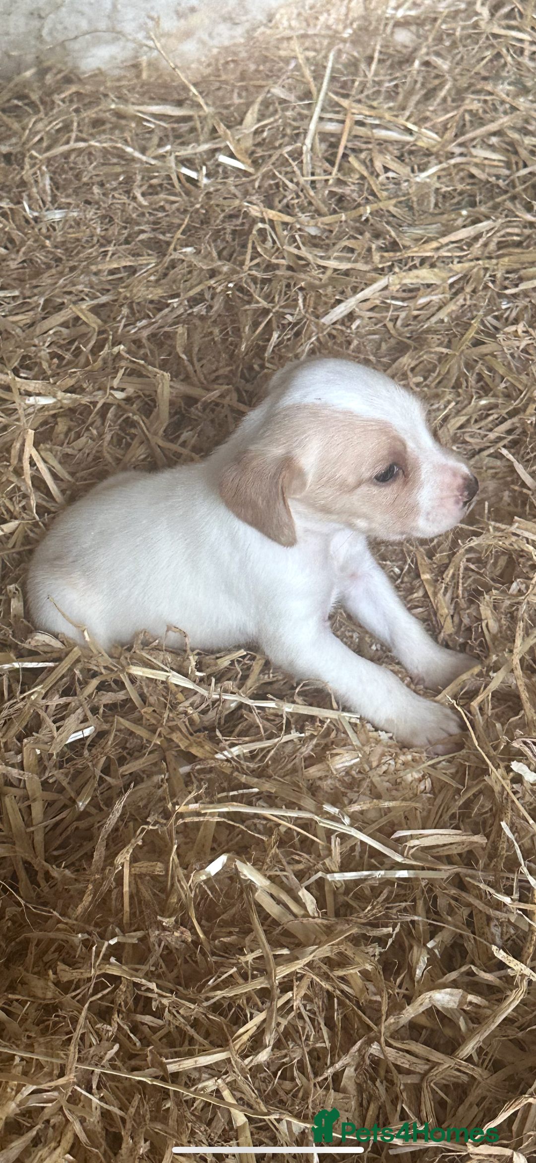 Mixed Breed dogs for sale: 6 Cocker jack puppies - Image 2