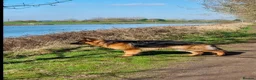 German Shepherd dogs for sale: 10 BEAUTIFUL GERMAN SHEPHERD PUPPIES - Advert 2