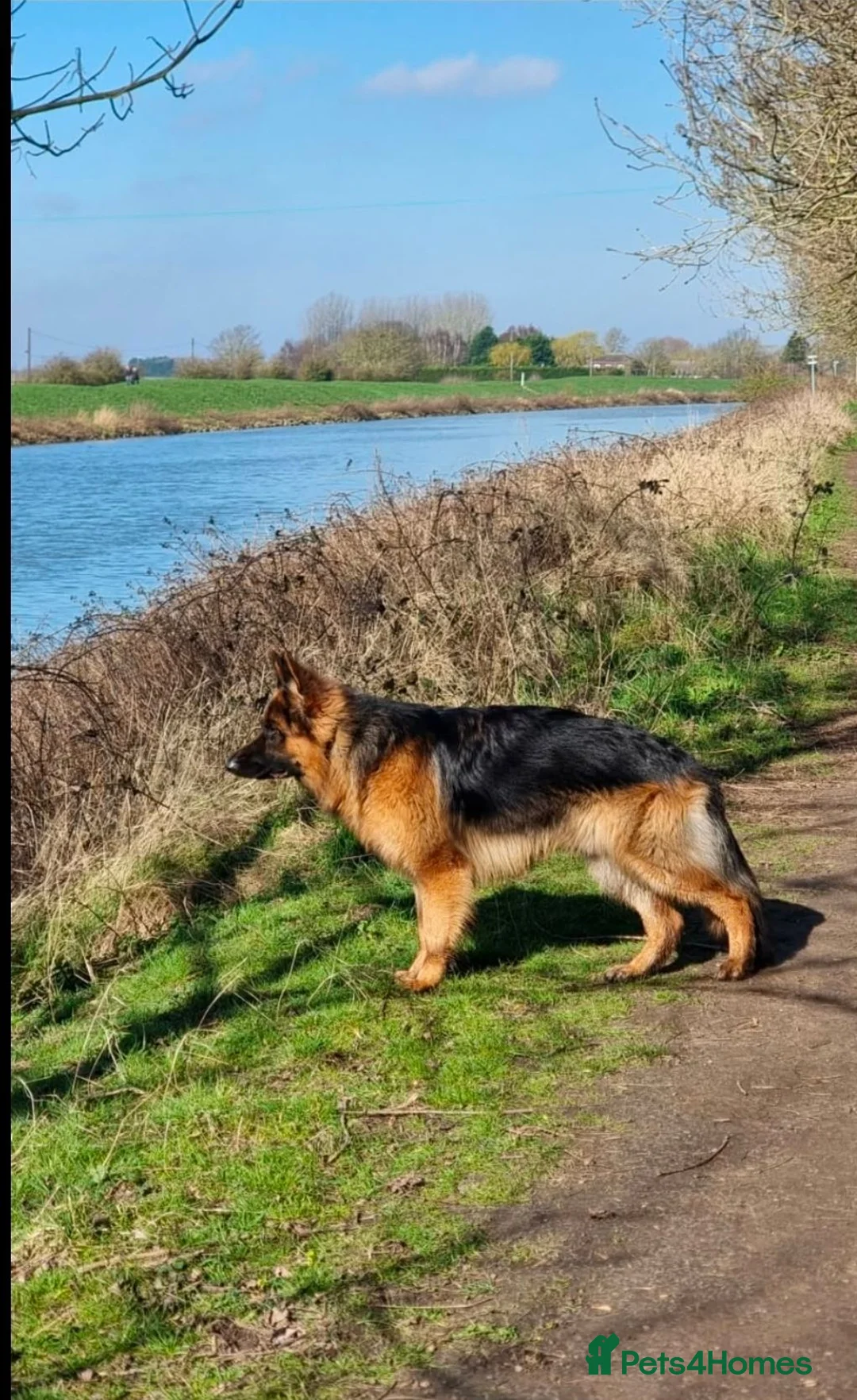 German Shepherd dogs for sale: 10 BEAUTIFUL GERMAN SHEPHERD PUPPIES - Advert 2