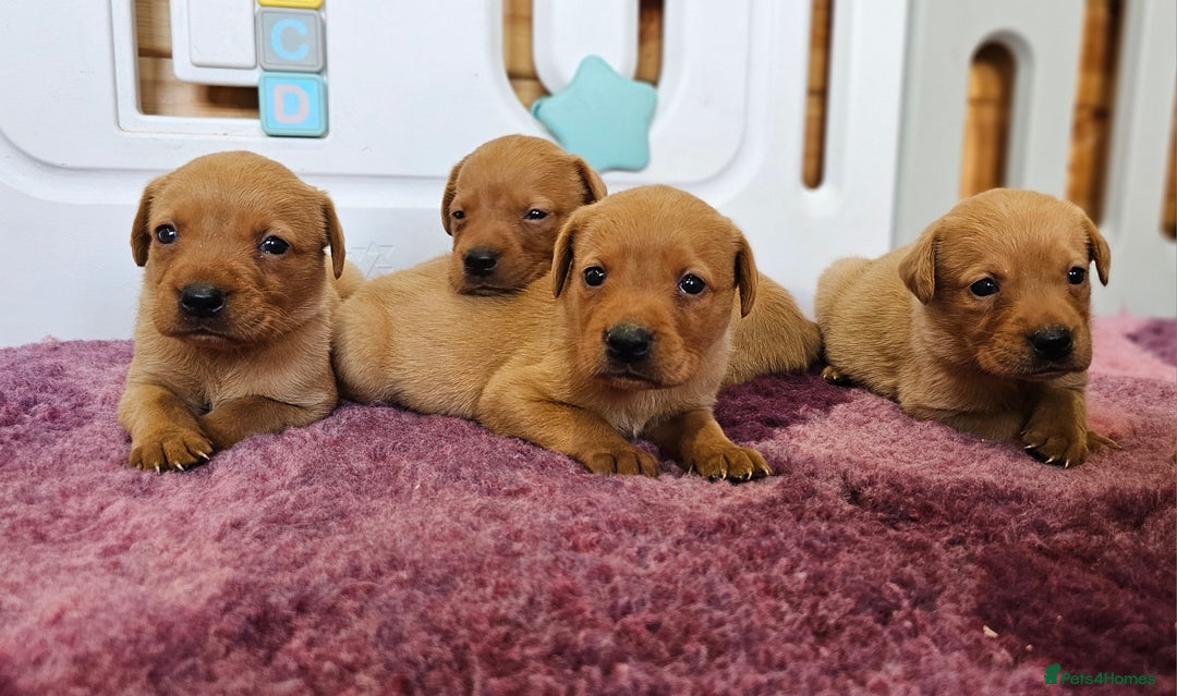 Labrador Retriever dogs for sale: ONLY 1 BEAUTIFUL KC FOX RED GIRL LAB AVAILABLE - Image 24