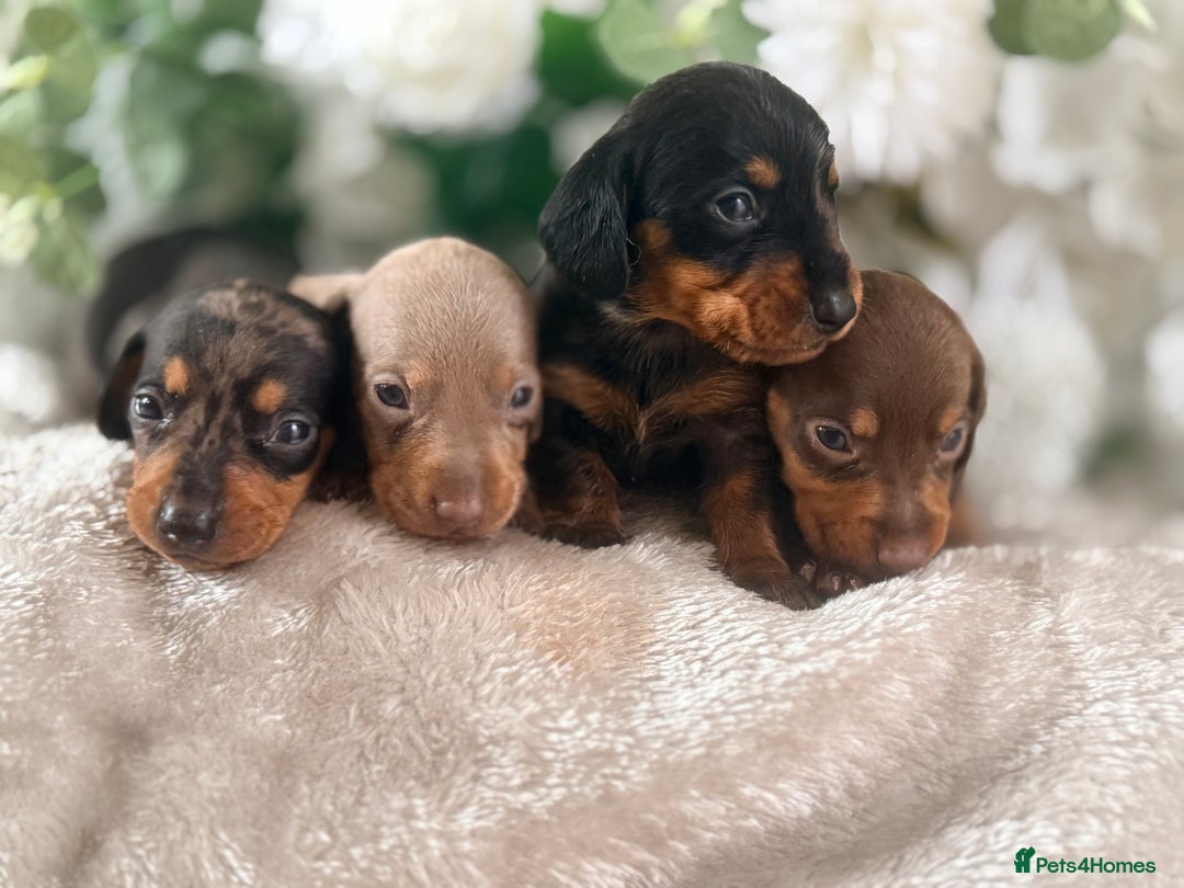 Dachshund dogs for sale: ⭐️LAST BOY AVAILABLE- Mini dachshunds pups⭐️ - Advert 24