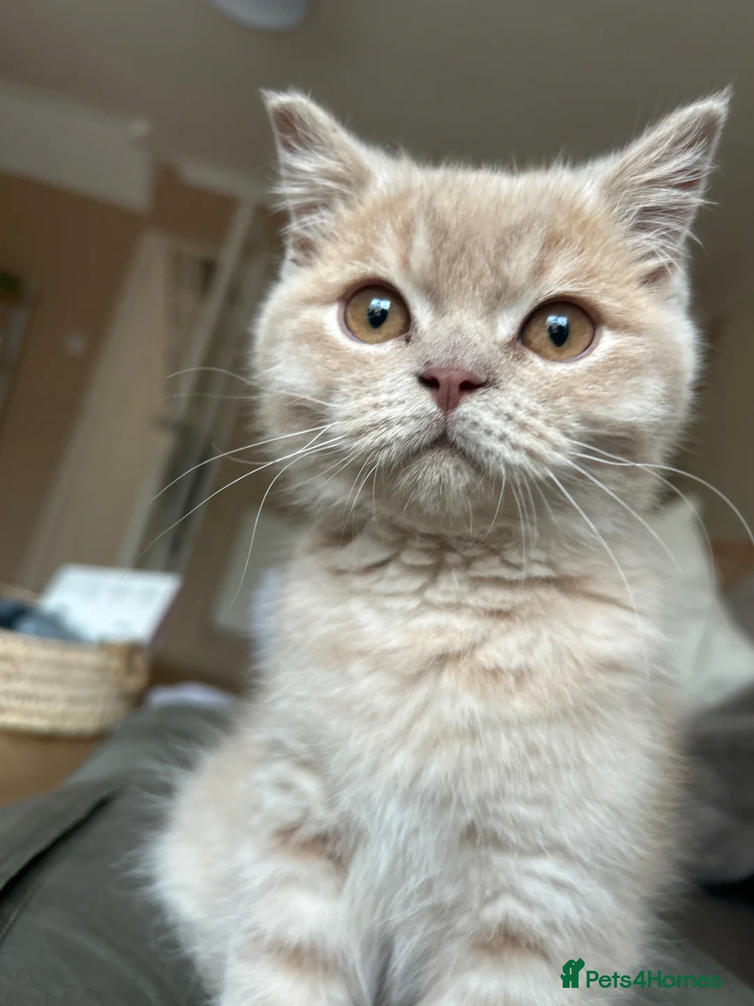 British Shorthair cats for sale: Male Scottish Fold Kitten in Wymondham - Advert 2